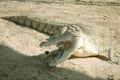 Crocodile attacking. Jump attack crocodile, open mouth, crocodile teeth Royalty Free Stock Photo