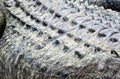 Crocodile back skin close up Royalty Free Stock Photo