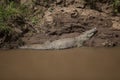 Crocodile On The Bank Of The Mara River Royalty Free Stock Photo