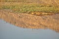 Crocodile on the bank of a pond Royalty Free Stock Photo