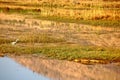 Crocodile on the bank of a pond Royalty Free Stock Photo