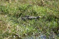 Crocodile on the bank of a river Royalty Free Stock Photo