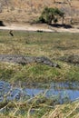 Crocodile on the bank of a river Royalty Free Stock Photo