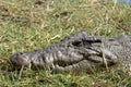 Crocodile on the bank of a river Royalty Free Stock Photo