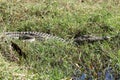 Crocodile on the bank of a river Royalty Free Stock Photo