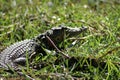 Crocodile on the bank of a river Royalty Free Stock Photo