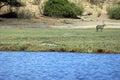 Crocodile on the bank of a river Royalty Free Stock Photo