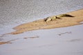 Crocodile basking Royalty Free Stock Photo