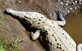 Crocodile Basking