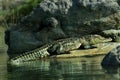 Crocodile basking