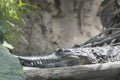 Crocodile basking in the sun in a jungle area Royalty Free Stock Photo