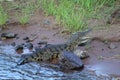 Crocodile basking in the sun Royalty Free Stock Photo