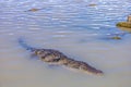 A crocodile basks by the edge of Lake Baringo