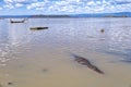 A crocodile basks by the edge of Lake Baringo