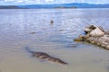 A crocodile basks by the edge of Lake Baringo