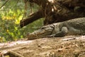 A crocodile basks in the heat of Gambia
