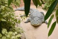 A crocodile basks on the sun.