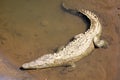 Crocodile in a beach. American crocodile, Crocodylus acutus, walking in the water of a river Royalty Free Stock Photo