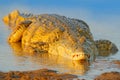 Crocodile with beautiful evening light. Nile crocodile, Crocodylus niloticus, with open muzzle, in the river bank, Okavango delta Royalty Free Stock Photo