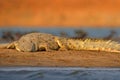 Crocodile with beautiful evening light. Nile crocodile, Crocodylus niloticus, with open muzzle, in the river bank, Okavango delta Royalty Free Stock Photo