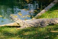 Crocodile with beautiful evening light. Nile crocodile, Crocodylus niloticus, with open muzzle, in the river bank Royalty Free Stock Photo