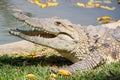 Crocodile with beautiful evening light. Nile crocodile, Crocodylus niloticus, with open muzzle, in the river bank Royalty Free Stock Photo