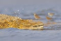 Crocodile with beautiful evening light. Nile crocodile, Crocodylus niloticus, with open muzzle, in the river bank, Okavango delta Royalty Free Stock Photo