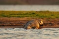 Crocodile with beautiful evening light. Nile crocodile, Crocodylus niloticus, with open muzzle, in the river bank, Okavango delta Royalty Free Stock Photo