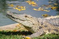 Crocodile with beautiful evening light. Nile crocodile, Crocodylus niloticus, with open muzzle, in the river bank, Okavango delta Royalty Free Stock Photo