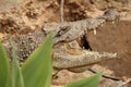 Crocodile from behind leaves Royalty Free Stock Photo