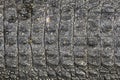 Crocodile black skin texture