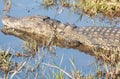 Crocodile Botswana, Africa Royalty Free Stock Photo
