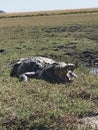 Crocodile Botswana game park  river bank Royalty Free Stock Photo
