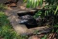 Crocodile in cage close-up image