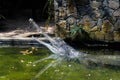 Crocodile in cage close-up image