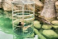 Crocodile cage diving