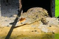 Crocodile in zoo