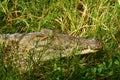 Crocodile Camouflage