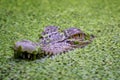 A Crocodile is camuflasing in the water and try to targetting the prey Royalty Free Stock Photo