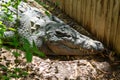 Crocodile with big teeth resting on the sun light in HARTLEYâS CROCODILE ADVENTURES park Cairns, Australi Royalty Free Stock Photo