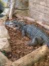 Crocodile in captivity Royalty Free Stock Photo