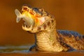 Crocodile catch fish in river water, evening light. Yacare Caiman, crocodile with fish in open muzzle with big teeth, Pantanal, Br