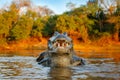 Crocodile catch fish in river water, evening light. Yacare Caiman, crocodile with piranha in open muzzle with big teeth, Pantanal,