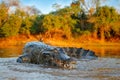 Crocodile catch fish in river water, evening light. Yacare Caiman, crocodile with piranha in open muzzle with big teeth, Pantanal,