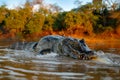 Crocodile catch fish in river water, evening light. Yacare Caiman, crocodile with piranha in open muzzle with big teeth, Pantanal