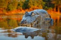 Crocodile catch fish in river water, evening light. Yacare Caiman, crocodile with piranha in open muzzle with big teeth, Pantanal