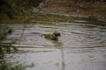 Crocodile catches prey at Crooks Corner, Kruger National Park, S