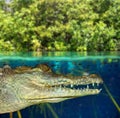 Crocodile cayman swimming in mangrove swamp Royalty Free Stock Photo