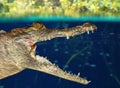 Crocodile cayman swimming in mangrove swamp Royalty Free Stock Photo