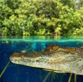 Crocodile cayman swimming in mangrove swamp Royalty Free Stock Photo